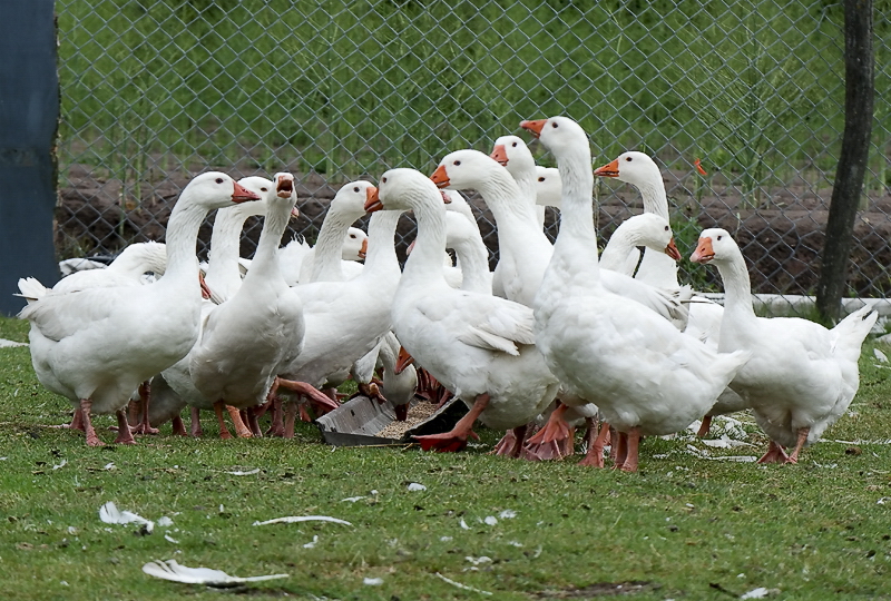 Tiere Holland 6 - 2013 _SAM_0940 als Smart-Objekt-1 Kopie.jpg - Hier wurde geschanttert was das Zeug hält